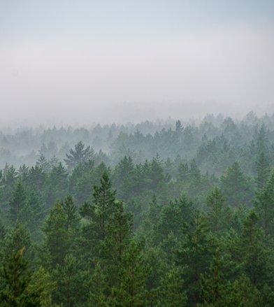 En grøn skov med lidt tåge set for oven