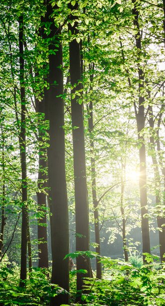 En grøn og frodig skov, hvor solen skimmer gennem træerne